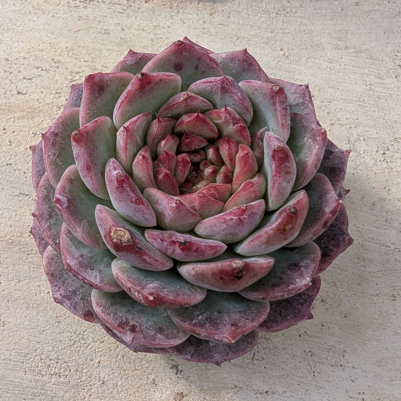 レッドベルベット エケベリア カット苗 | 多肉植物カット苗の通販