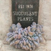 バロンボールド エケベリア カット苗 | 多肉植物カット苗の通販