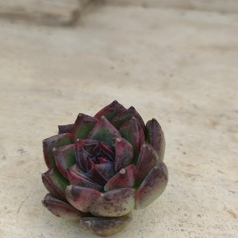 ブラックベア エケベリア カット苗 | 多肉植物カット苗の通販