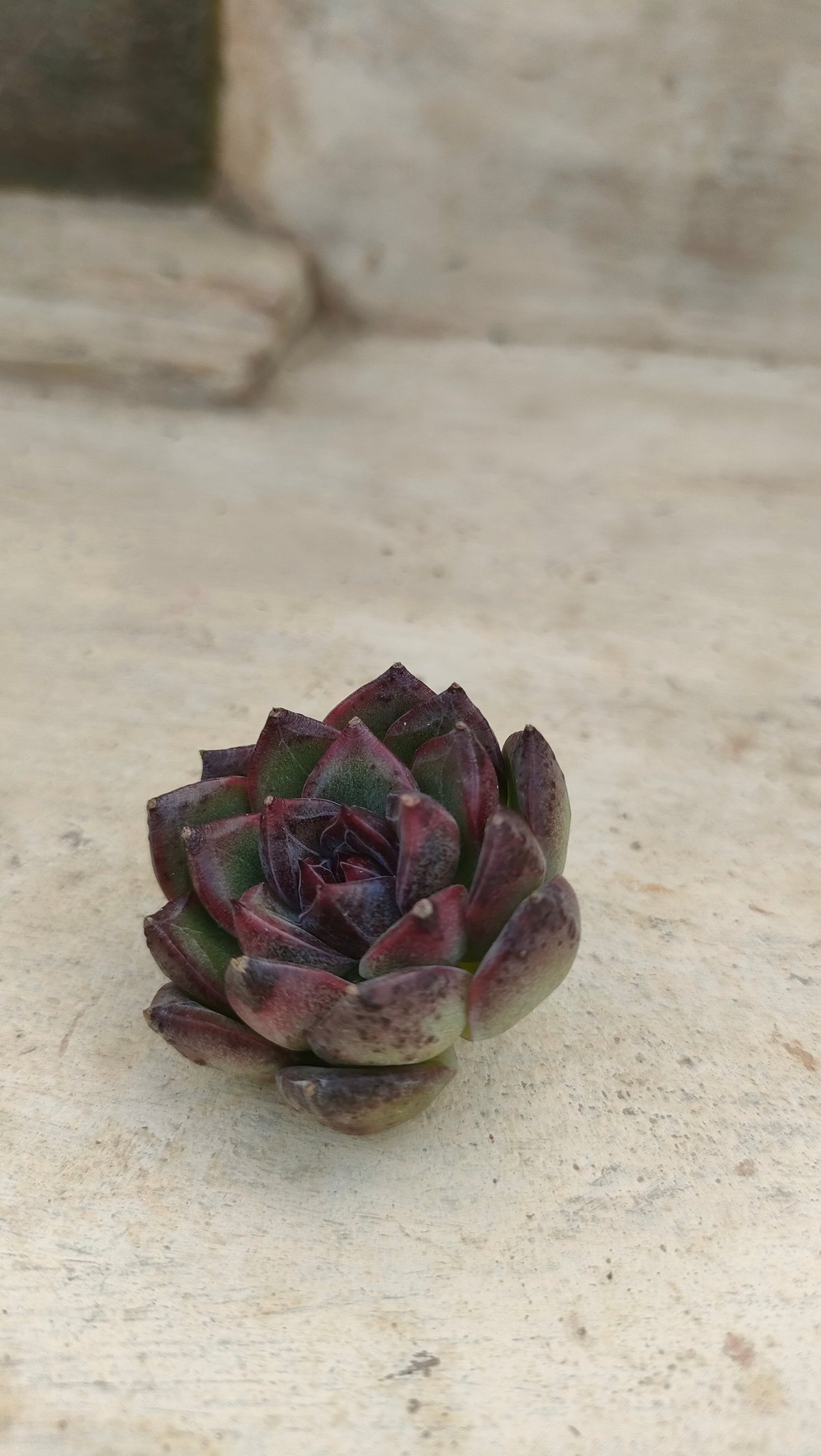 ブラックベア エケベリア カット苗 | 多肉植物カット苗の通販