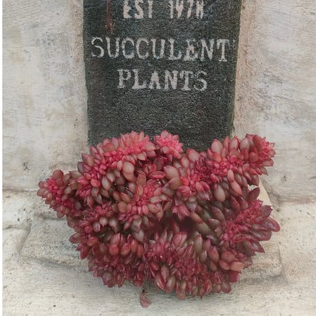 Jeong wol◎多肉植物 カット苗 韓国苗 エケベリア等 Jeong wol◎多肉植物 カット苗 韓国苗 エケベリア等 商品一覧 | 多肉