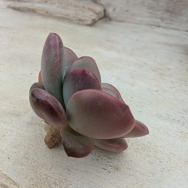 アップルキャンディ エケベリア カット苗 | 多肉植物カット苗の通販