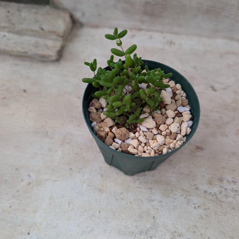 ドロサンテマム アイスクリスタル 土付き 宅急便発送 | 多肉植物カット