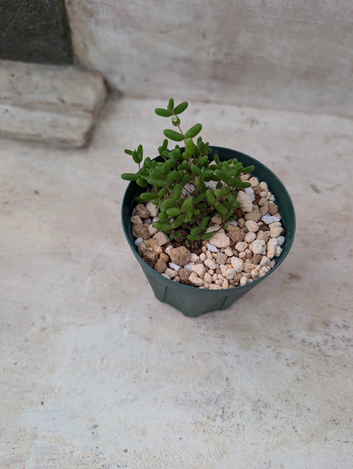 ドロサンテマム アイスクリスタル 土付き 宅急便発送 | 多肉植物カット