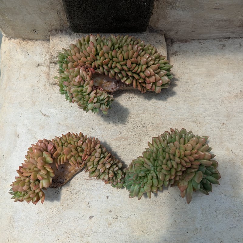 フェンディ 綴化 エケベリア カット苗 | 多肉植物カット苗の通販