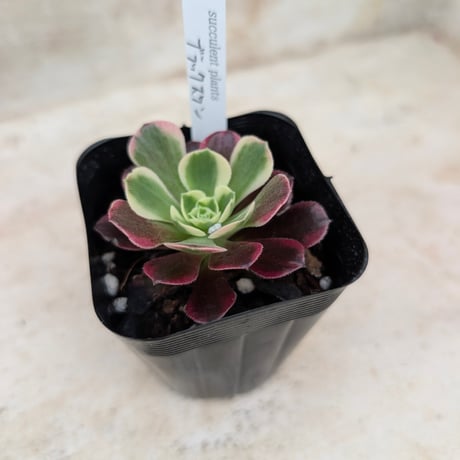 商品一覧 | 多肉植物カット苗の通販 | エケベリア(韓国苗)多肉植物専門