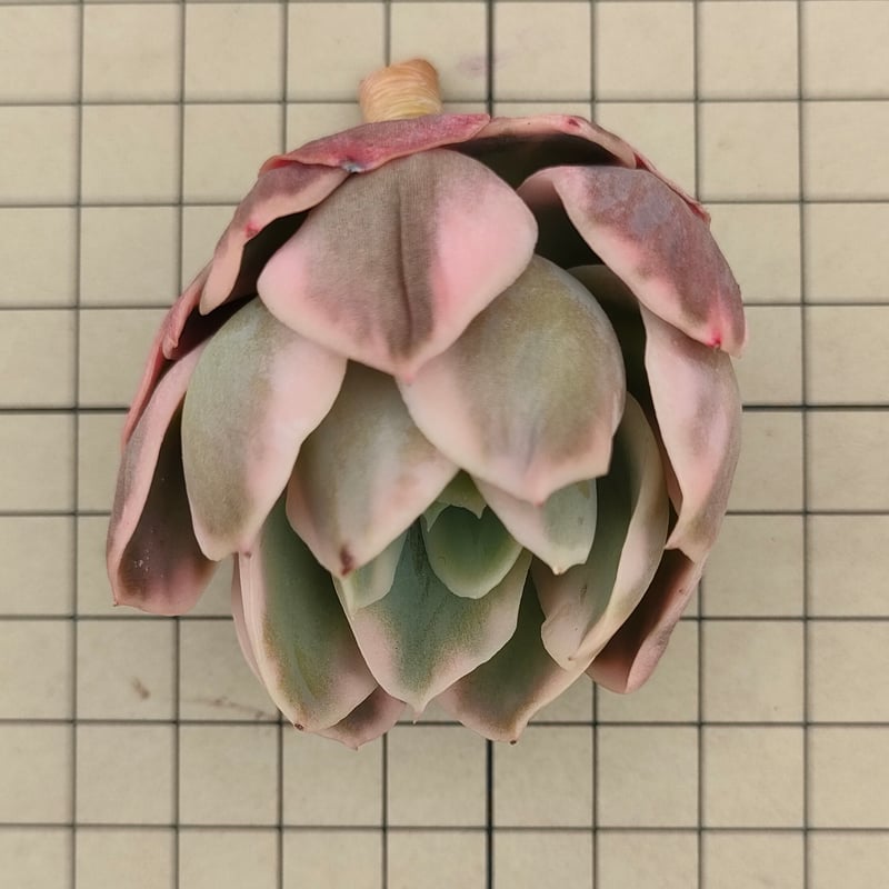 ピンクベイル錦　抜き苗　古株　頭沢山　多肉植物 エケベリア　特価 ピンクベラ錦エケベリア カット苗 | 多肉植物カット苗の通販