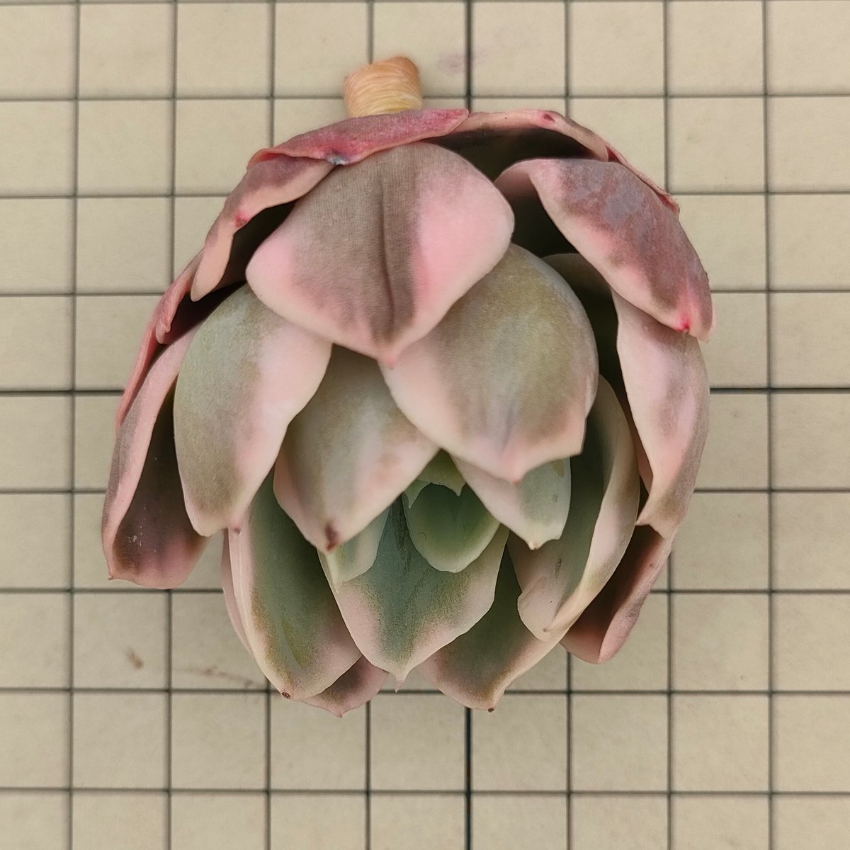 カット苗✨ピンク紅頬美人錦❤️ 【公式通販】