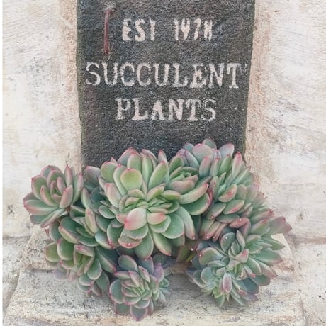 韓国苗♪ノーブル♪カット苗♪ 韓国苗♪ノーブル♪カット苗♪ 【公式通販】