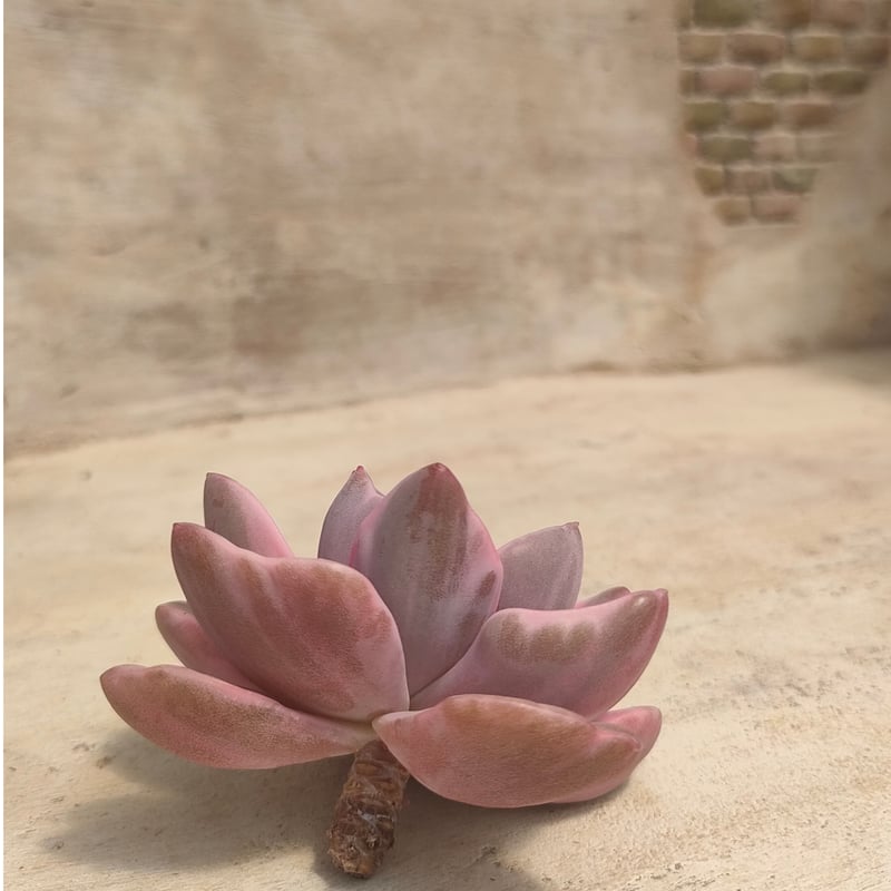 ミセスリチャード錦 エケベリア カット苗 | 多肉植物カット苗の通販