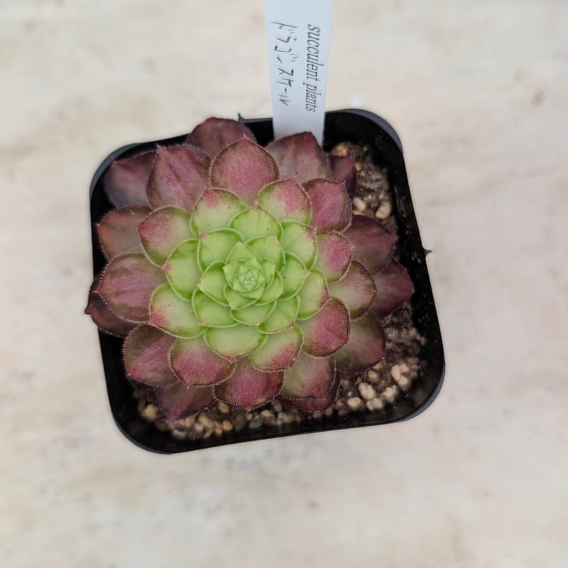 ドラゴンスケール アエオニウム 土付き 宅急便発送 | 多肉植物カット苗