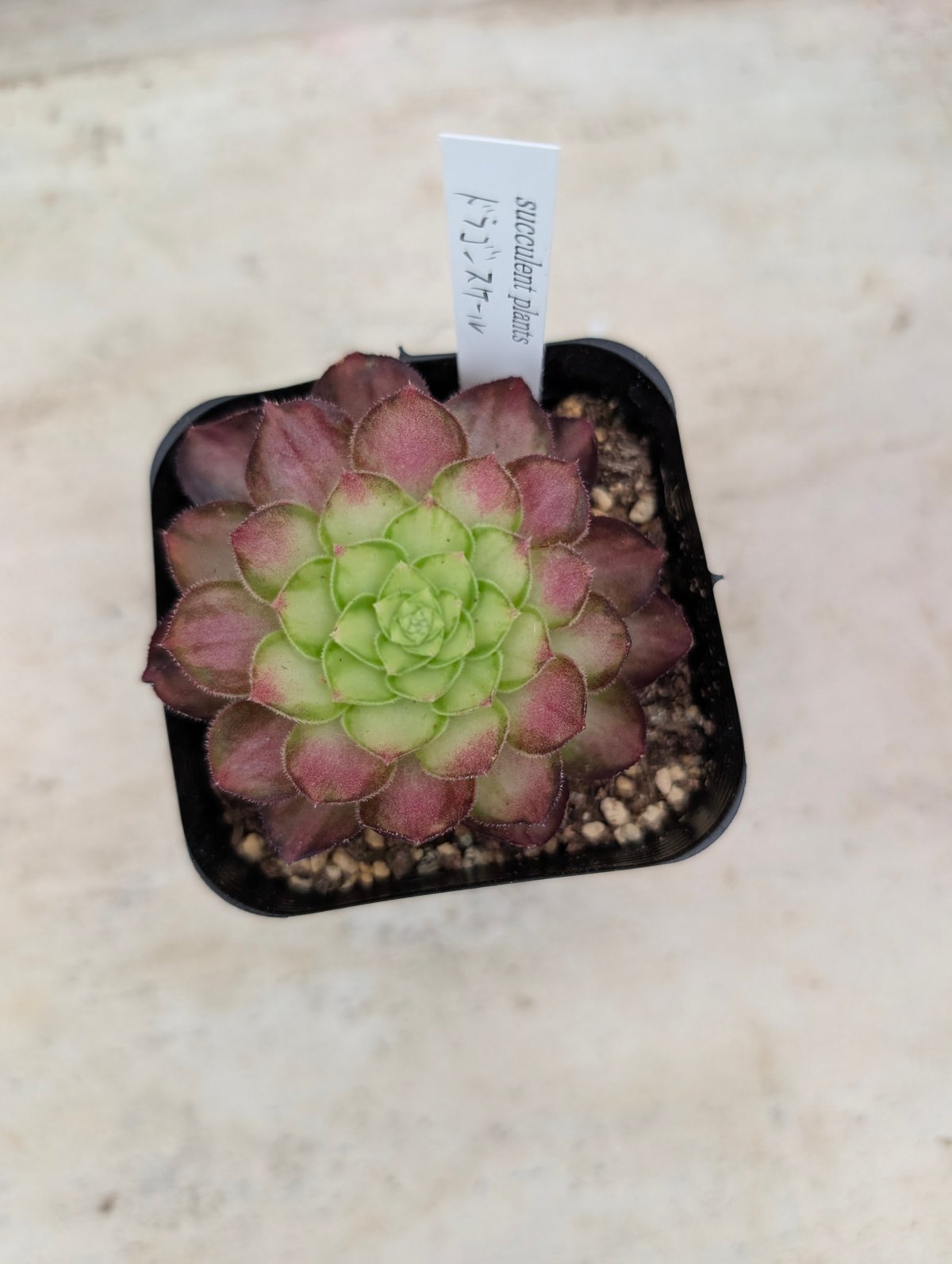 ドラゴンスケール アエオニウム 土付き 宅急便発送 | 多肉植物カット苗