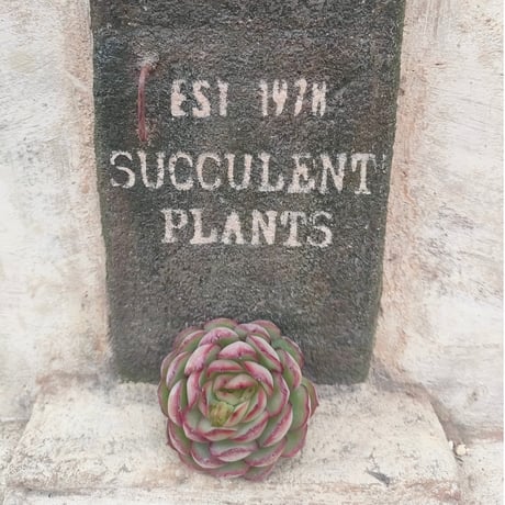 商品一覧 | 多肉植物カット苗の通販 | エケベリア(韓国苗)多肉植物専門