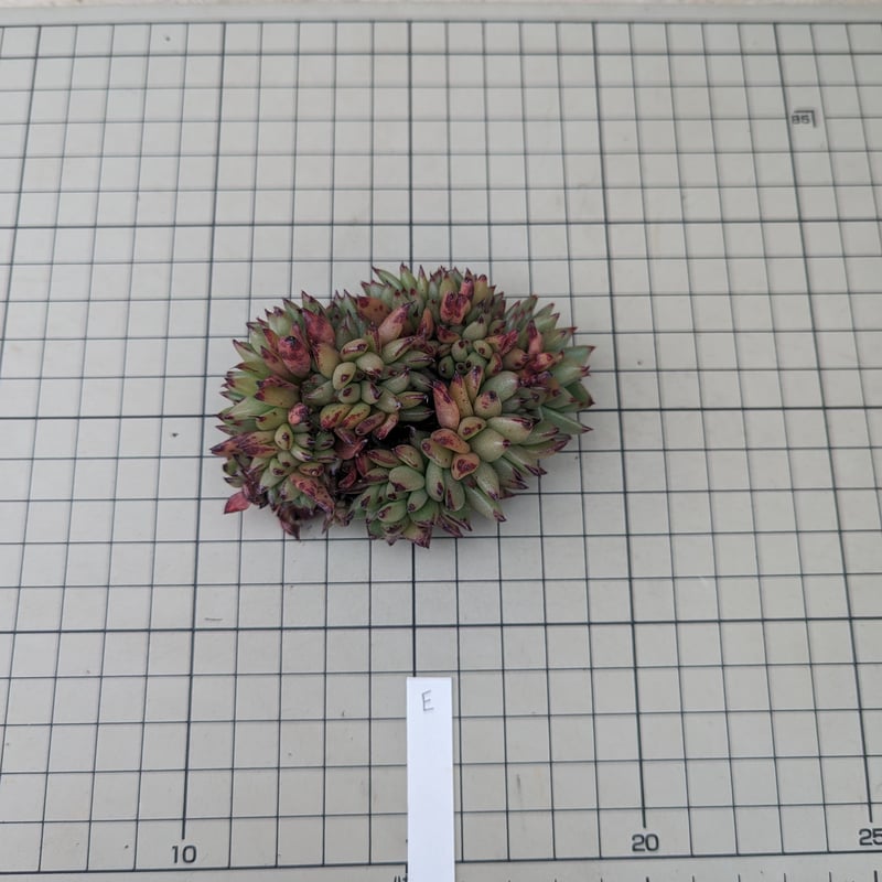 アイクソウル 綴化 エケベリア カット苗 | 多肉植物カット苗の通販