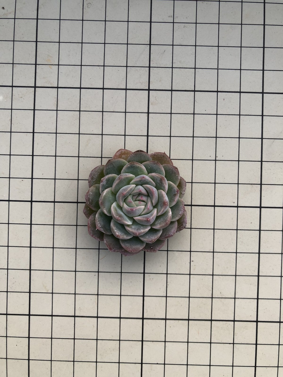 バニラエレガンス エケベリア カット苗 | 多肉植物カット苗の通販