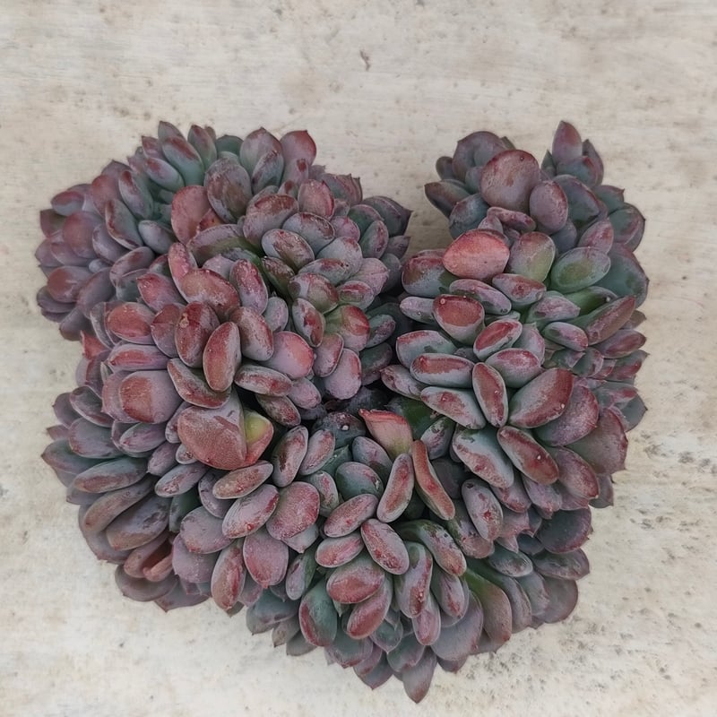 ピンクジェニー綴化 エケベリア カット苗 | 多肉植物カット苗の通販