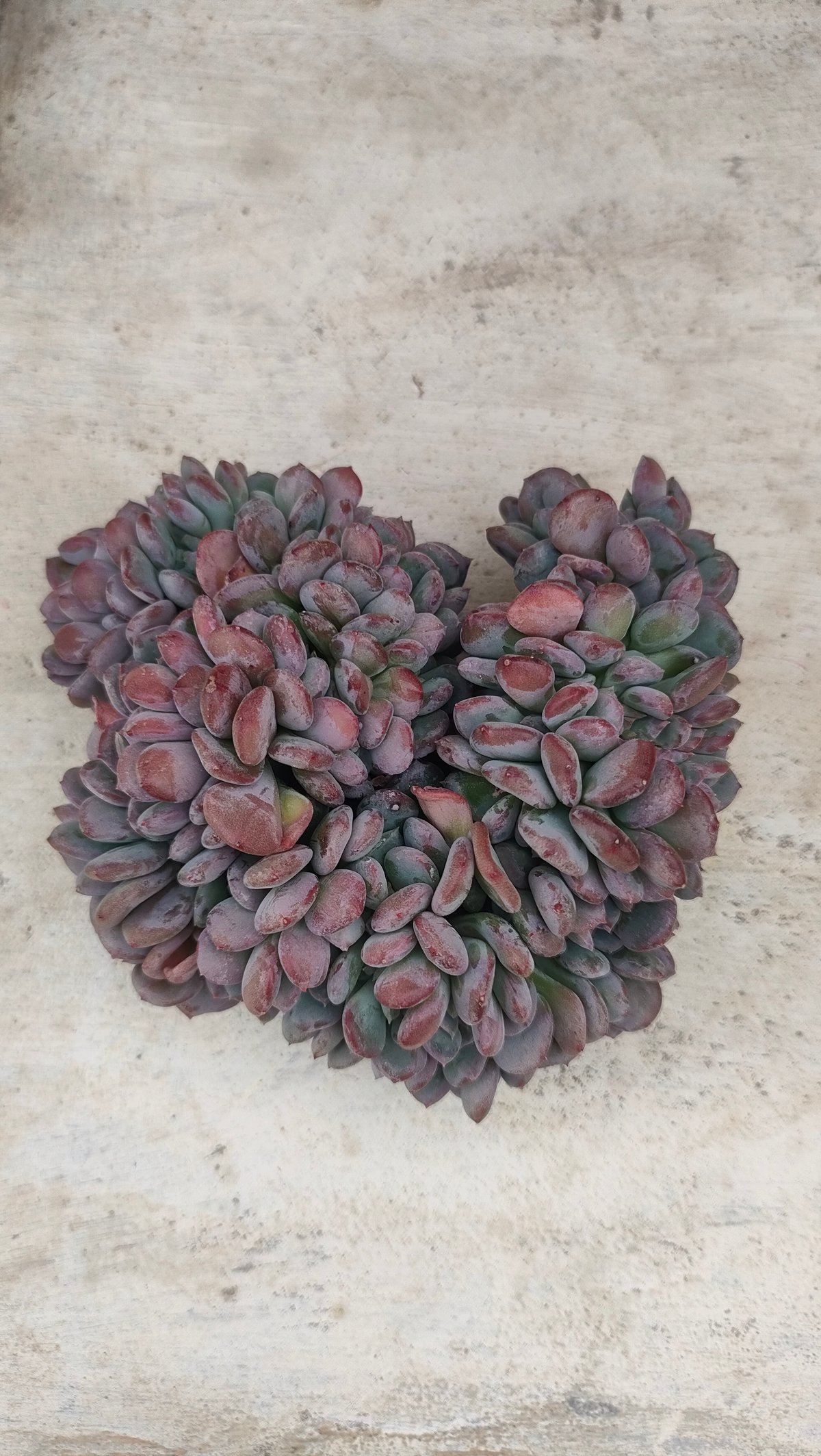 ピンクジェニー綴化 エケベリア カット苗 | 多肉植物カット苗の通販