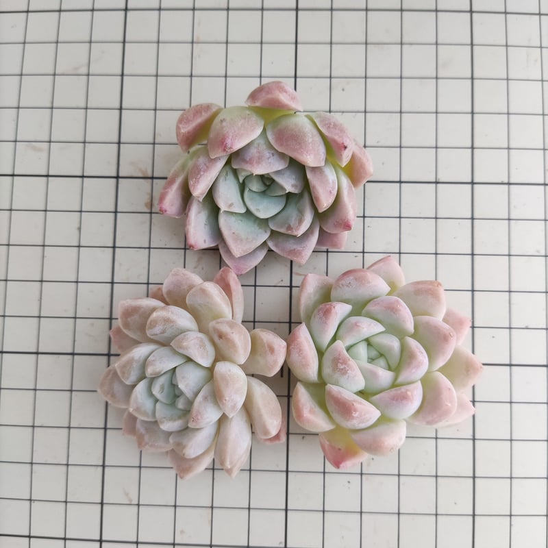 クリームビューティー エケベリア カット苗 | 多肉植物カット苗の通販