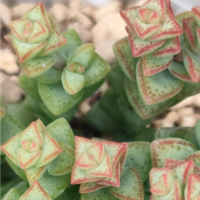 姫星 クラッスラ 抜き苗 | 多肉植物カット苗の通販 | エケベリア(韓国