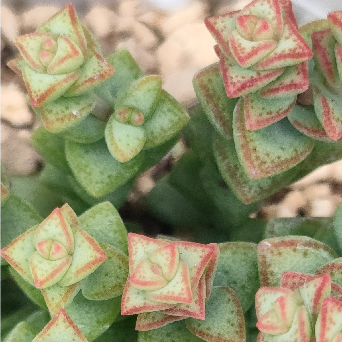 姫星 クラッスラ 抜き苗 | 多肉植物カット苗の通販 | エケベリア(韓国