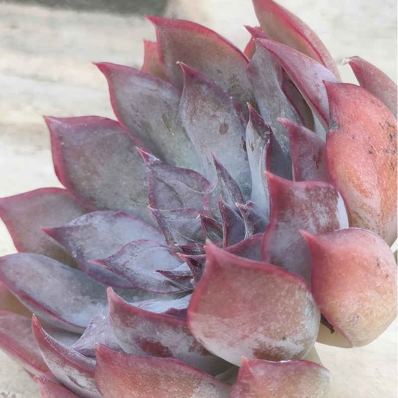 多肉植物　韓国苗　ダークアイス　抜き苗 多肉植物 韓国苗 ダークアイス 抜き苗 エケベリアの韓国苗 ダーク