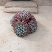 スノーフィールド◎多肉植物 カット苗 韓国苗 エケベリア等 楽天市場】多肉植物 エケベリア スノーフェイス 韓国苗 抜き苗