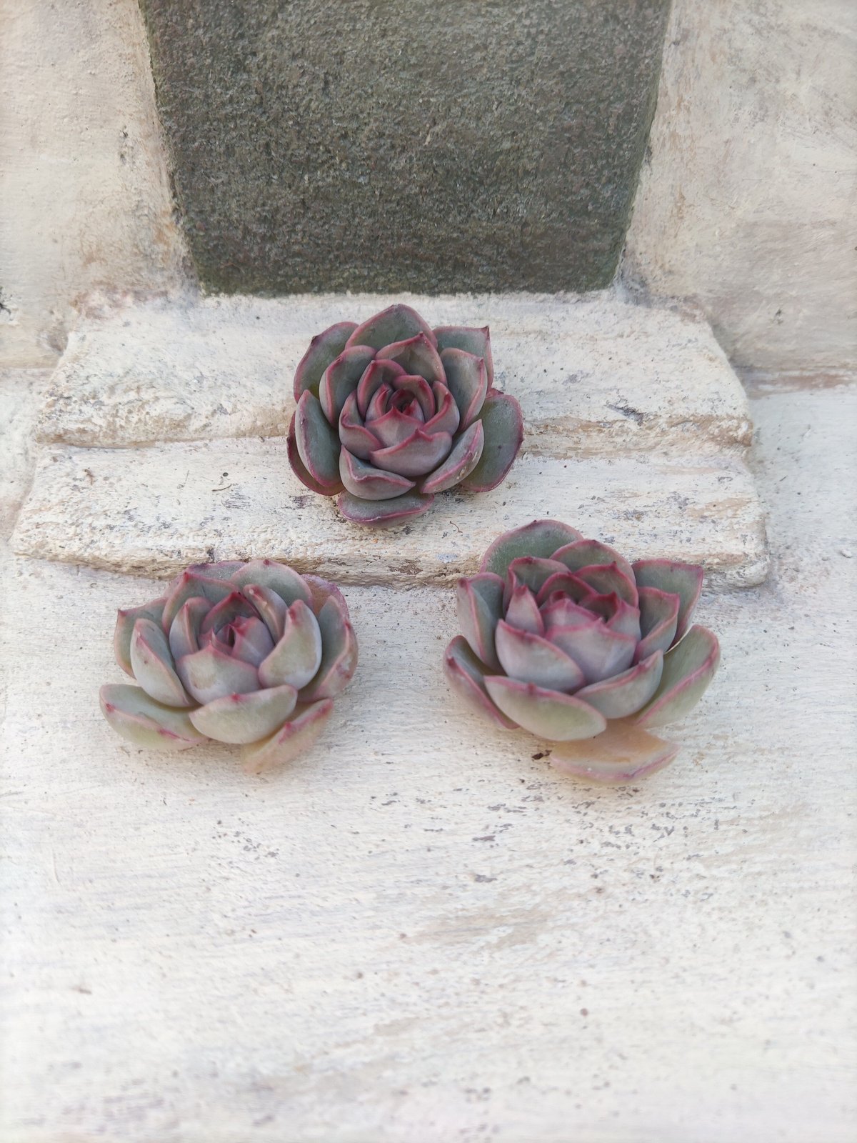 Srmke様ご確認用・多肉☆ピンクバタフライ・３苗 PREMIUM】 抜き苗 ピンクバタフライ 3頭群生 Echeveria 'Pink