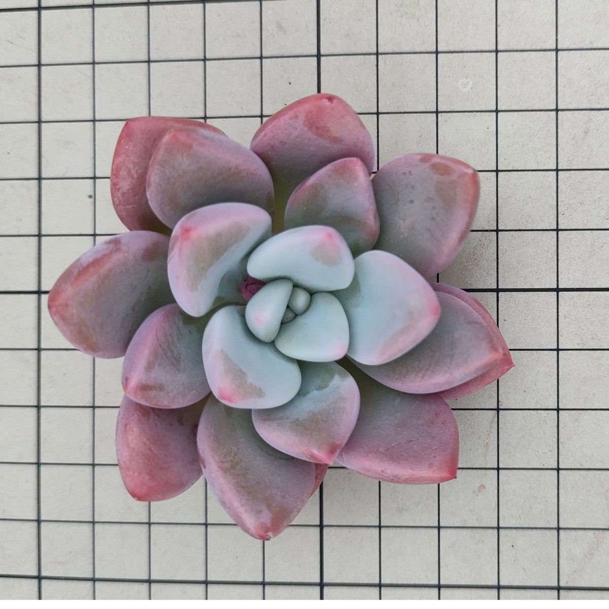 バブルモンスター エケベリア カット苗 | 多肉植物カット苗の通販