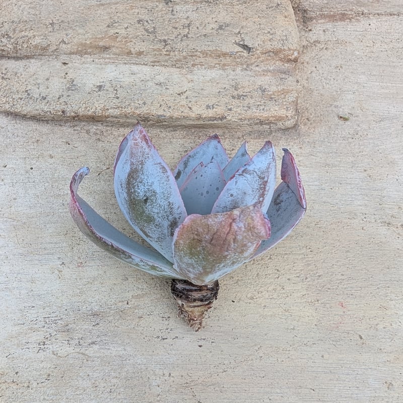 デルル◎多肉植物 カット苗 韓国苗 エケベリア等 ディオール◎多肉植物 カット苗 韓国苗 エケベリア等 - メルカリ