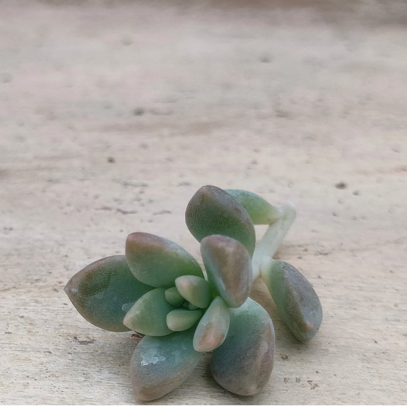 姫秋麗×プロリフィカ カット苗 10カット | 多肉植物カット苗の通販