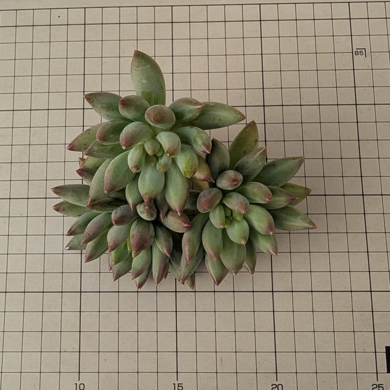 多肉植物 エケベリア ヨンジコンジ 1番大きいの1カット ヨンジゴンジ エケベリア カット苗 | 多肉植物カット苗の通販