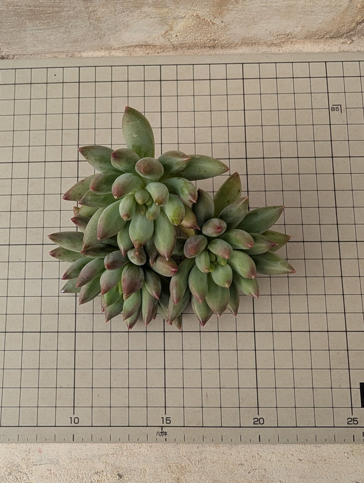多肉植物 エケベリア ヨンジコンジ 1番大きいの1カット ヨンジゴンジ エケベリア カット苗 | 多肉植物カット苗の通販