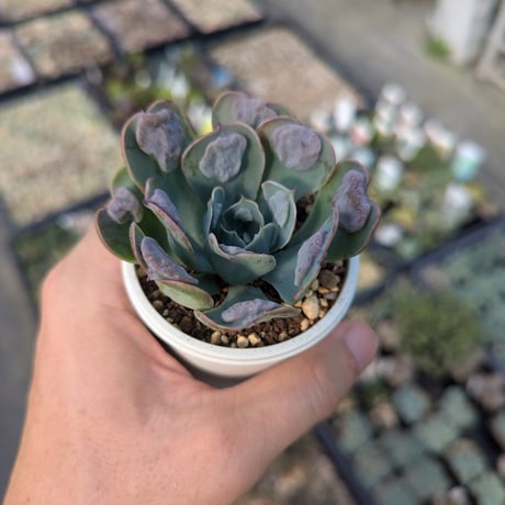 商品一覧 | 多肉植物カット苗の通販 | エケベリア(韓国苗)多肉植物専門