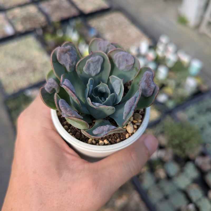 ❤️専用❤️多肉植物❤️抜き苗&カット苗❤️ レインドロップス