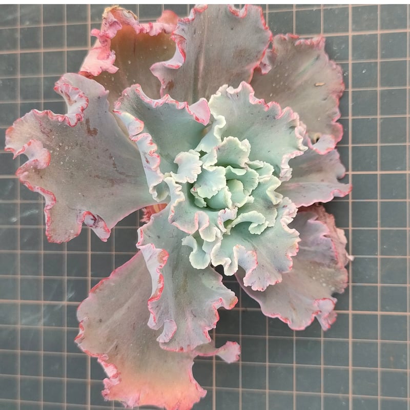 クレオパトラ エケベリア カット苗 | 多肉植物カット苗の通販