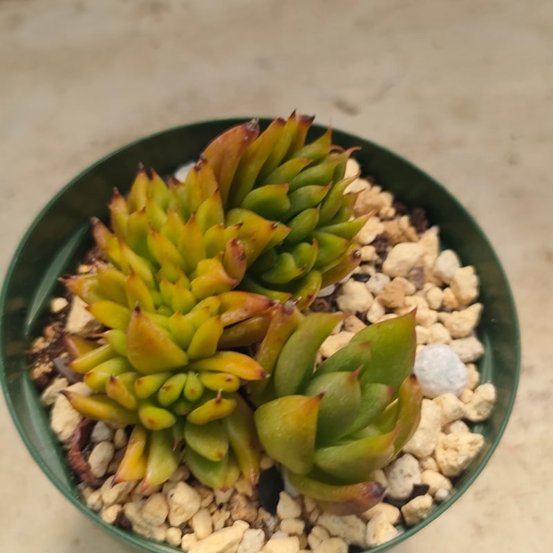 アイクソウル綴化 エケベリア 抜き苗 | 多肉植物カット苗の通販