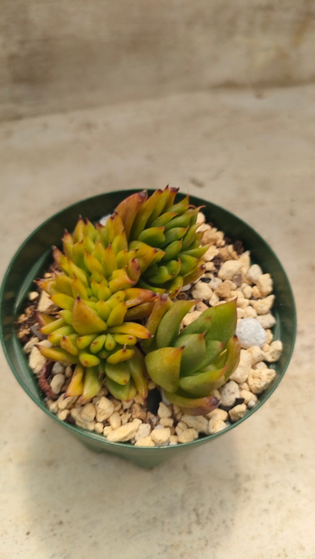 アイクソウル綴化 エケベリア 抜き苗 | 多肉植物カット苗の通販