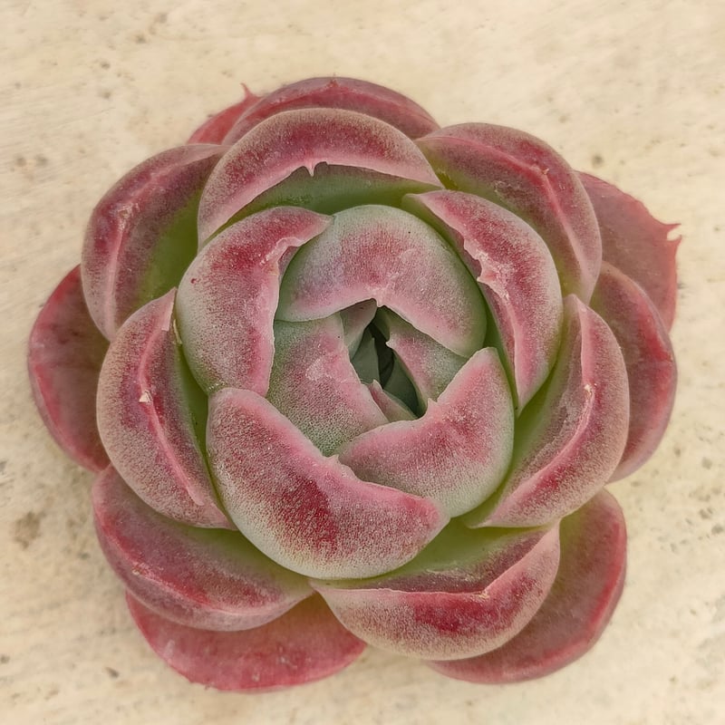 デリクッキー エケベリア カット苗 | 多肉植物カット苗の通販