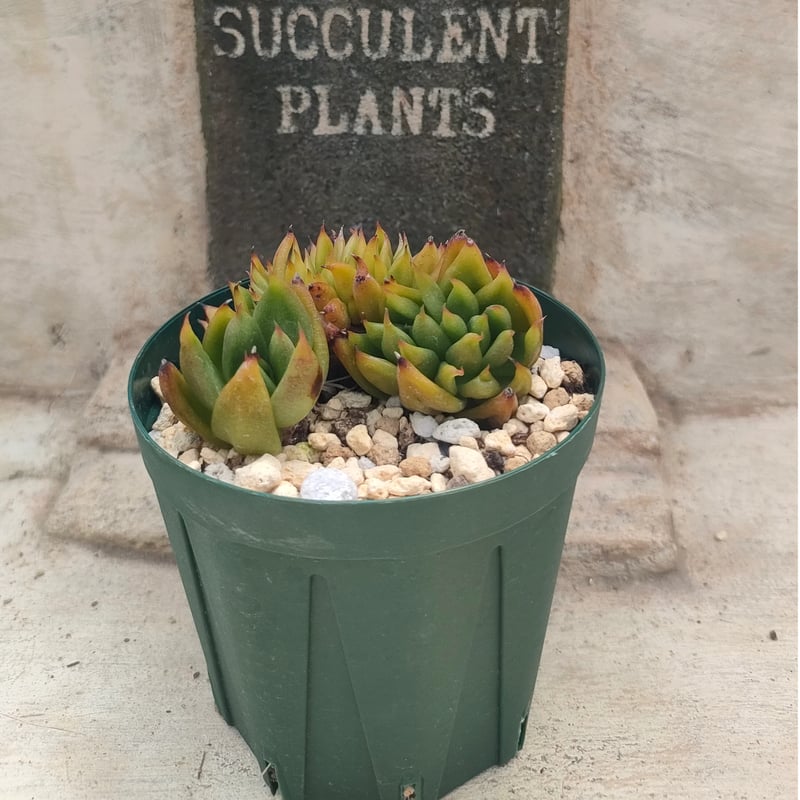 アイクソウル綴化 エケベリア 抜き苗 | 多肉植物カット苗の通販