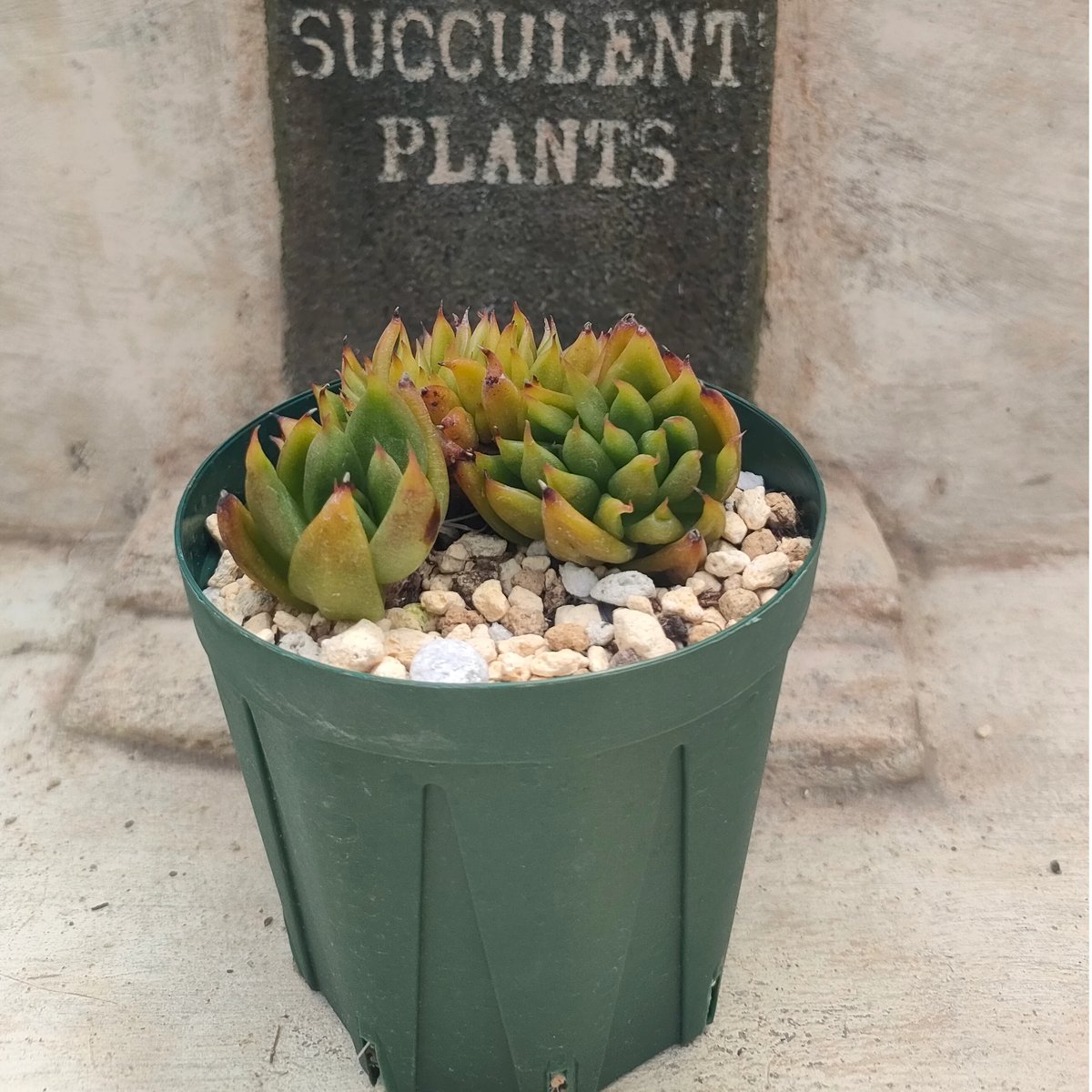 アイクソウル綴化 エケベリア 抜き苗 | 多肉植物カット苗の通販