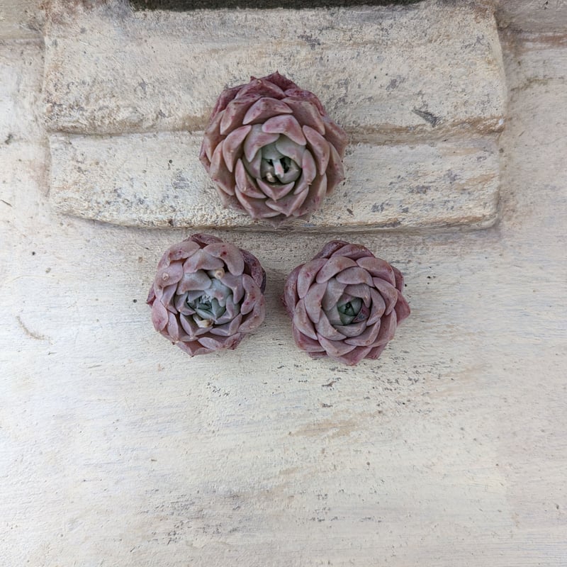 マジックローズ エケベリア カット苗 | 多肉植物カット苗の通販