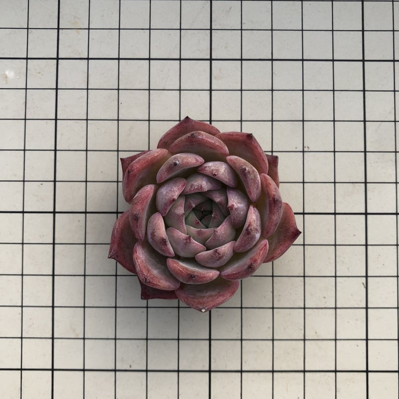 ペガサス◎多肉植物 カット苗 韓国苗 エケベリア等 多肉植物 エケベリア フラワーソング 韓国苗 抜き苗 カット苗 約4.5cm