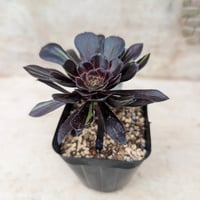 ピンク芙蓉 アエオニウム 土付き 宅急便発送 | 多肉植物カット苗の通販
