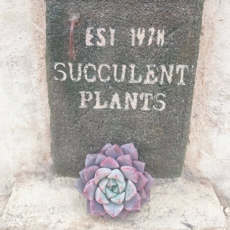 商品一覧 | 多肉植物カット苗の通販 | エケベリア(韓国苗)多肉植物専門