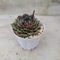 ネオンライト エケベリア カット苗 | 多肉植物カット苗の通販