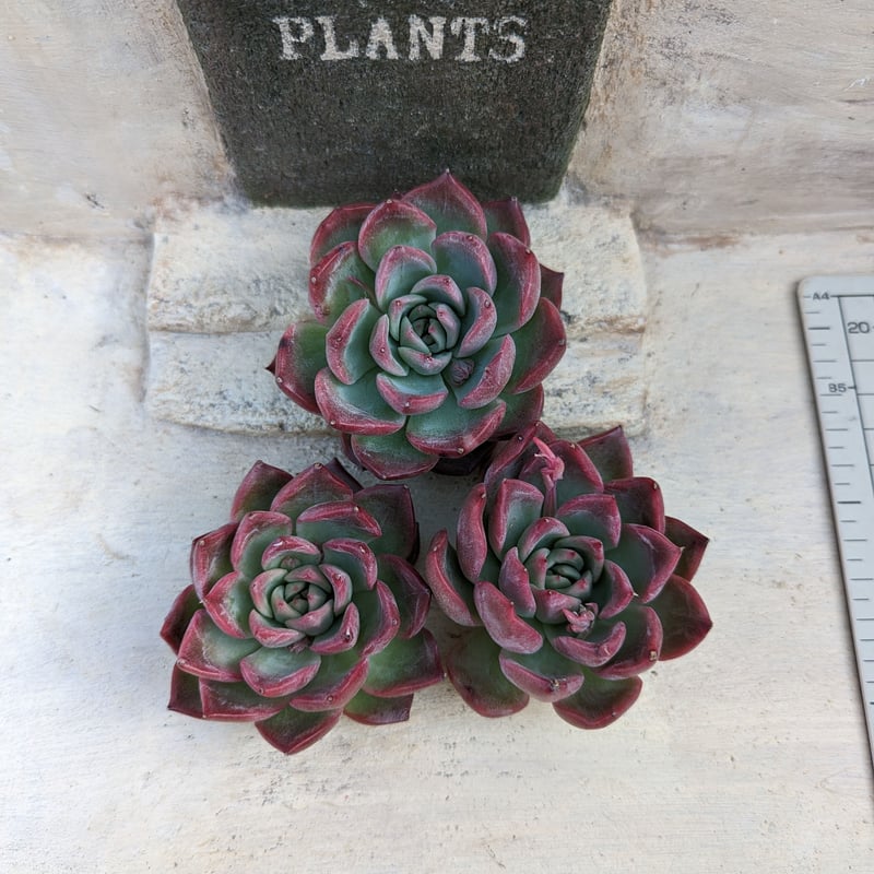 フロリディティール エケベリア カット苗 | 多肉植物カット苗の通販