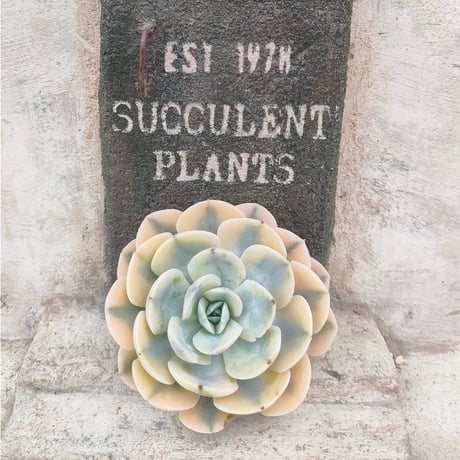 商品一覧 | 多肉植物カット苗の通販 | エケベリア(韓国苗)多肉植物専門