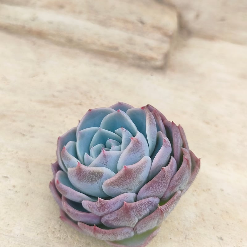 クドヒナ エケベリア カット苗 | 多肉植物カット苗の通販 | エケベリア