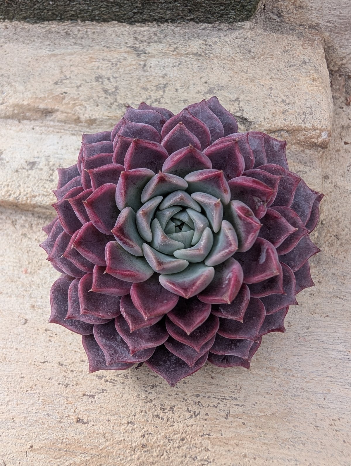 ハンアルム エケベリア カット苗 | 多肉植物カット苗の通販