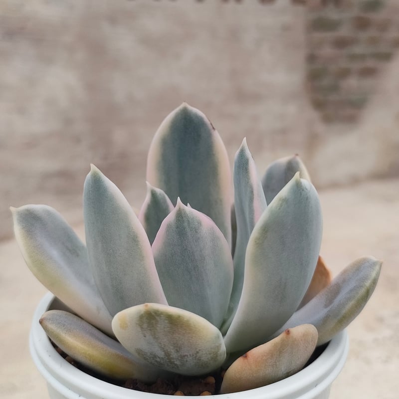 ルンヨニー錦 エケベリア 抜き苗 | 多肉植物カット苗の通販